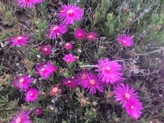 Lampranthus spectabilis