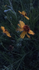 Thelesperma filifolium