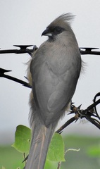 Colius striatus minor