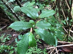Eupomatia laurina