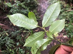 Eupomatia laurina