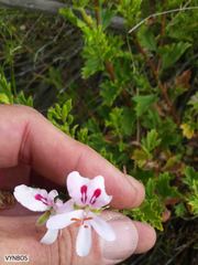 Pelargonium