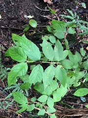 Callicarpa pedunculata