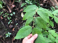 Callicarpa pedunculata
