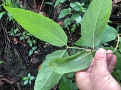 Callicarpa pedunculata