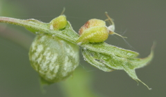 Macrodiplosis niveipila