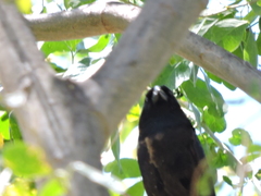 Cassiculus melanicterus