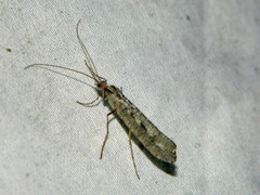 Glyphopsyche irrorata