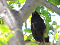 Cassiculus melanicterus