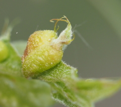 Macrodiplosis niveipila