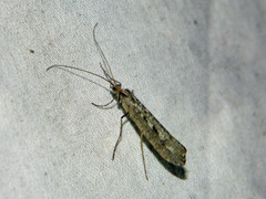 Glyphopsyche irrorata