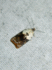 Acleris braunana