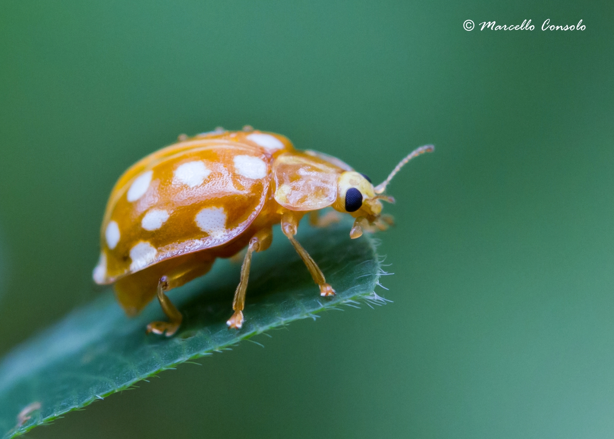 Orange Ladybird Halyzia sedecimguttata iNaturalist Canada