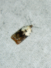 Acleris braunana
