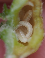 Macrodiplosis niveipila