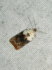 Acleris braunana