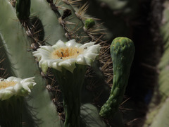 Carnegiea gigantea