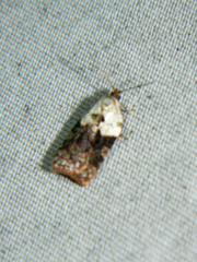 Acleris braunana