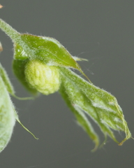 Dryocosmus quercuspalustris