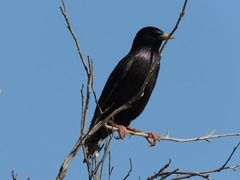 Sturnus vulgaris