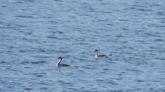 Aechmophorus clarkii