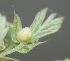 Dryocosmus quercuspalustris