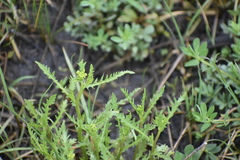 Rorippa sinuata