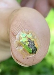 Coptocycla dorsoplagiata