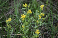 Rorippa sinuata