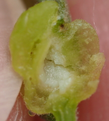 Dryocosmus quercuspalustris