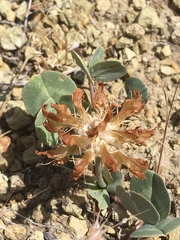 Trifolium owyheense