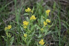 Rorippa sinuata