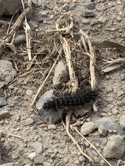 Apantesis virguncula