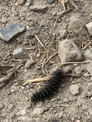 Apantesis virguncula