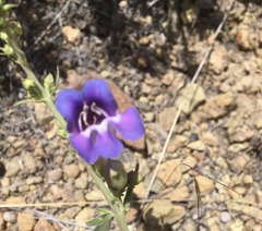 Penstemon speciosus