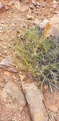 Digitaria brownii