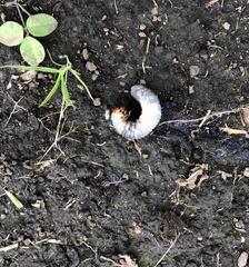 Phyllophaga obsoleta