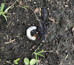 Phyllophaga obsoleta