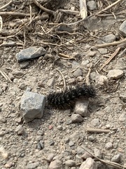 Apantesis virguncula