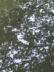 Chrysemys picta marginata