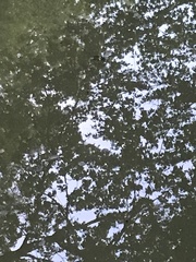 Chrysemys picta marginata