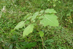 Solanum aculeatissimum