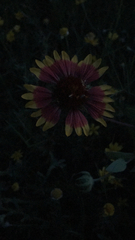 Gaillardia pulchella