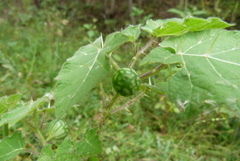 Solanum aculeatissimum
