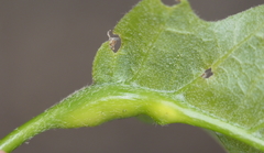 Melikaiella tumifica