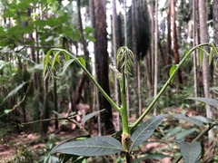 Ailanthus triphysa