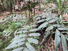 Ailanthus triphysa