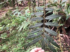 Ailanthus triphysa