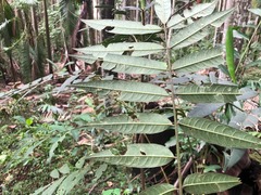 Ailanthus triphysa