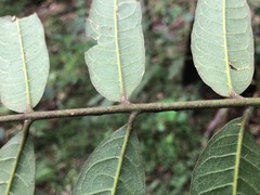 Ailanthus triphysa
